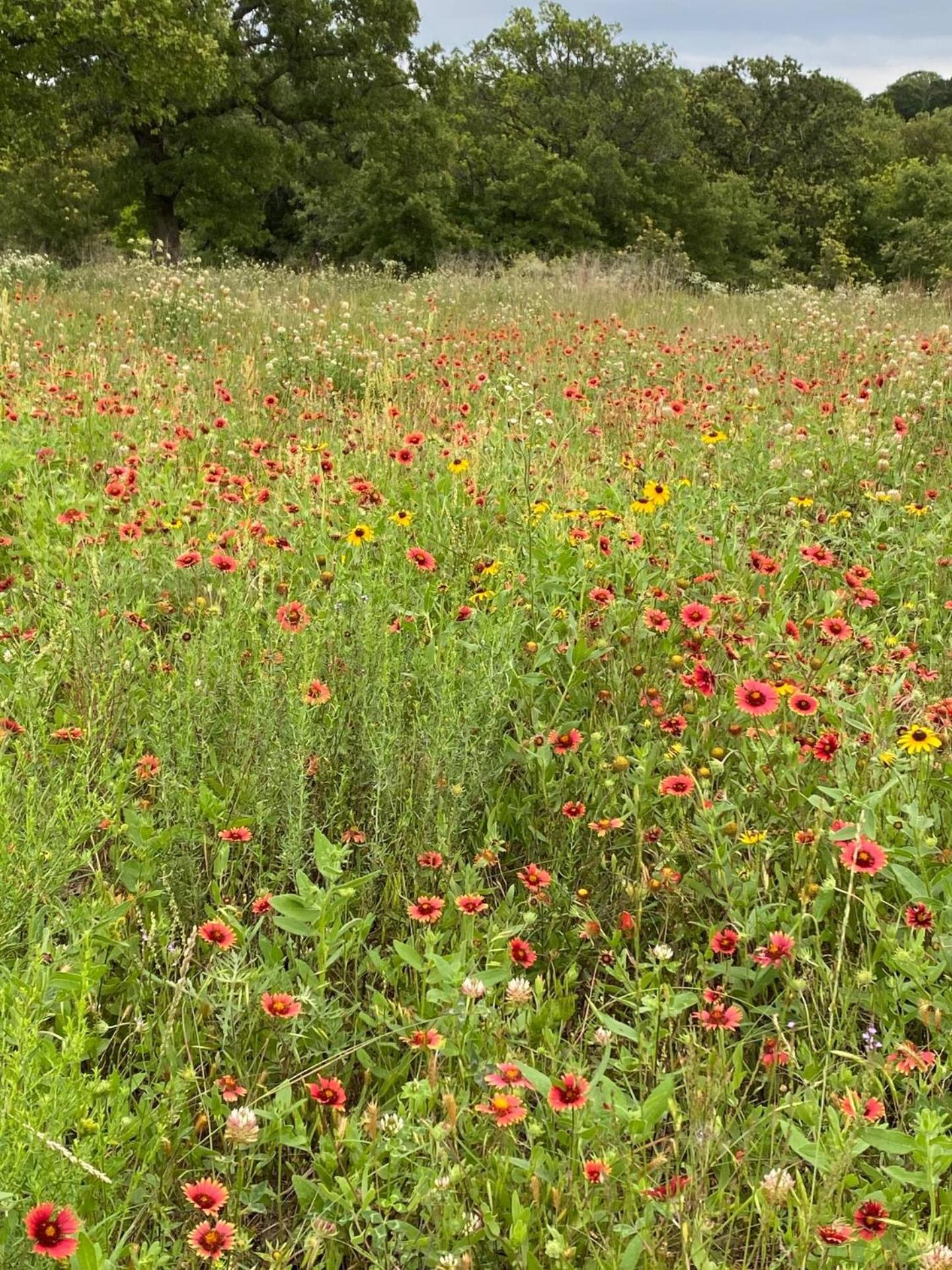 Nocona Nature Retreateclectic Country Boho Farmhouse מראה חיצוני תמונה