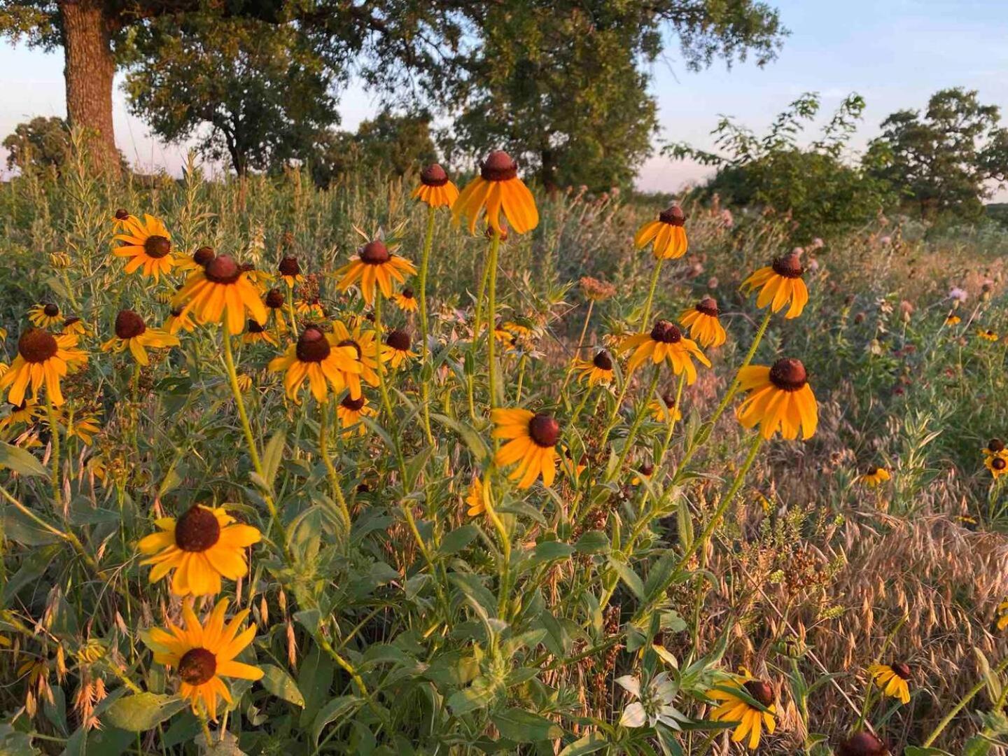Nocona Nature Retreateclectic Country Boho Farmhouse מראה חיצוני תמונה