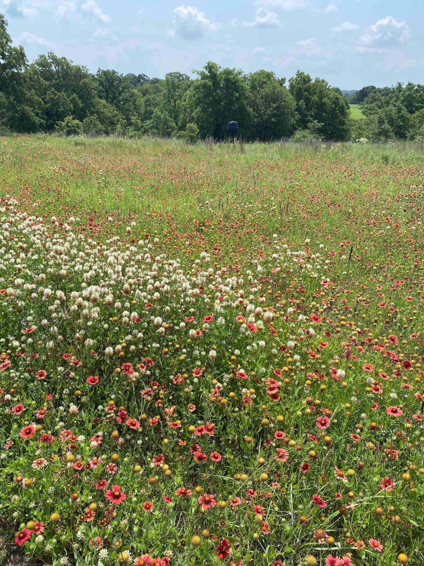 Nocona Nature Retreateclectic Country Boho Farmhouse מראה חיצוני תמונה